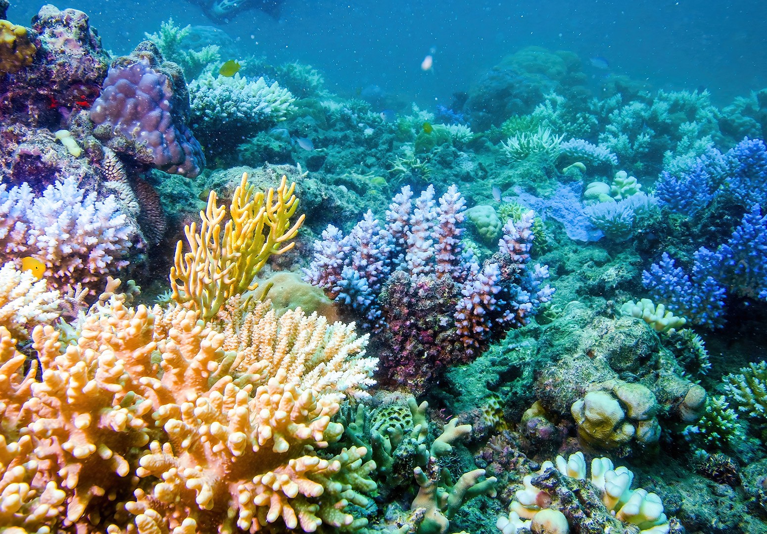 Collective Artificial Intelligence for Multi-Robot Coral Reef Monitoring and Habitat Enhancement: A comparison across Gulf countries