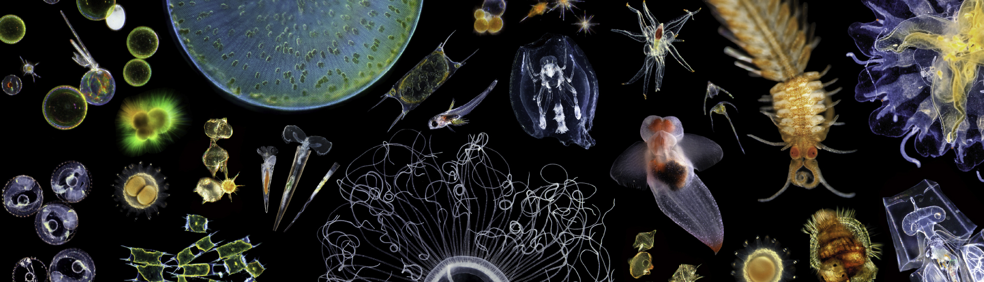 Un Océan de Plancton[:]
