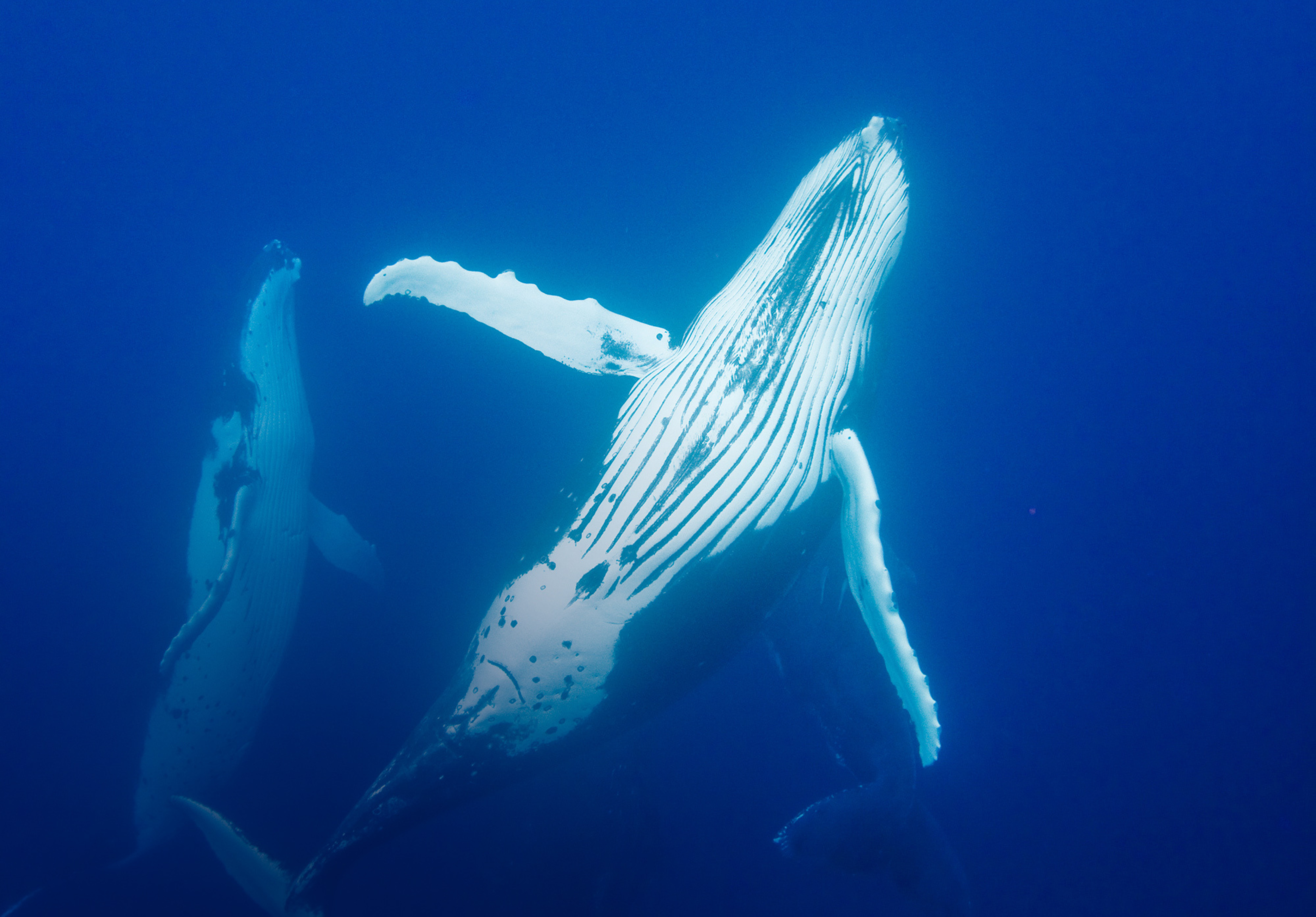 Conference - The Whale Languages and Underwater Soundscapes by Professor Olivier Adam