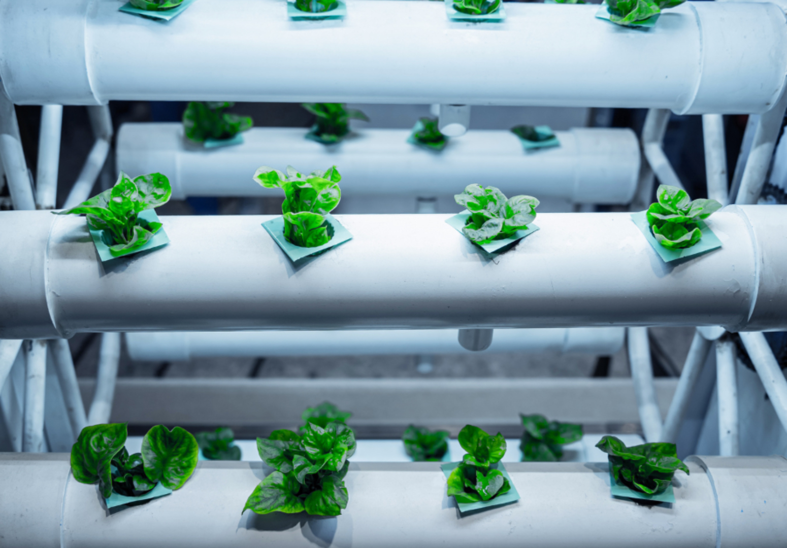 Workshop on Aeroponic agriculture and Aeroponic Poetry competition