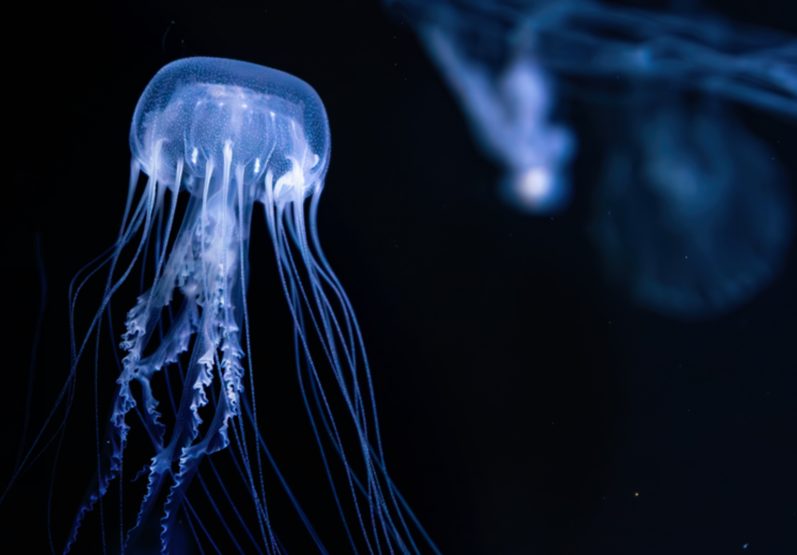 Symposium - Marine AI and Robotics for Innovation and Sustainability: Advancing Intelligence to Preserve Marine Biodiversity” (MARIS-AI)