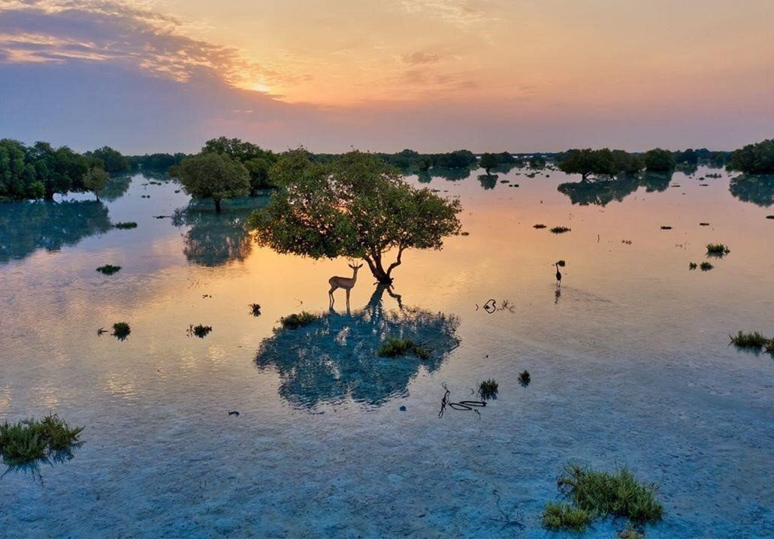 Devenir de la matière organique et fonctionnement trophique des mangroves arides d’Abu Dhabi (EAU)