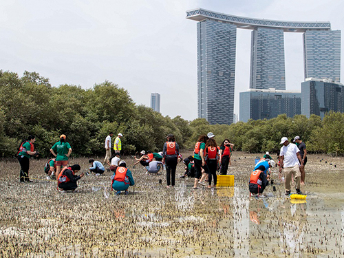 Sorbonne University Abu Dhabi plants 65 mangrove seedlings in Abu Dhabi